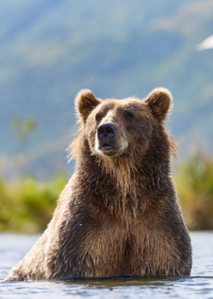 A brown bear stands upright in shallow water at Kodiak Lodge, looking alert with its ears perked up. The background is blurred with greenery and soft blue tones.