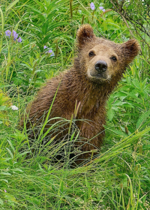 A wet Kodiak Lodge Brown Bears cub stands in tall green grass and wildflowers, looking curiously toward the camera on a lush, overgrown landscape.