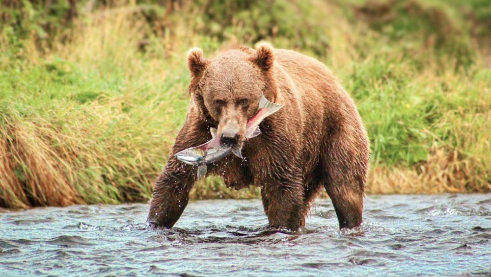 Meet Fallon Parker Picture of Kodiak Brown Bear
