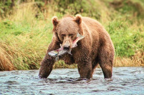 Meet Fallon Parker Picture of Kodiak Brown Bear