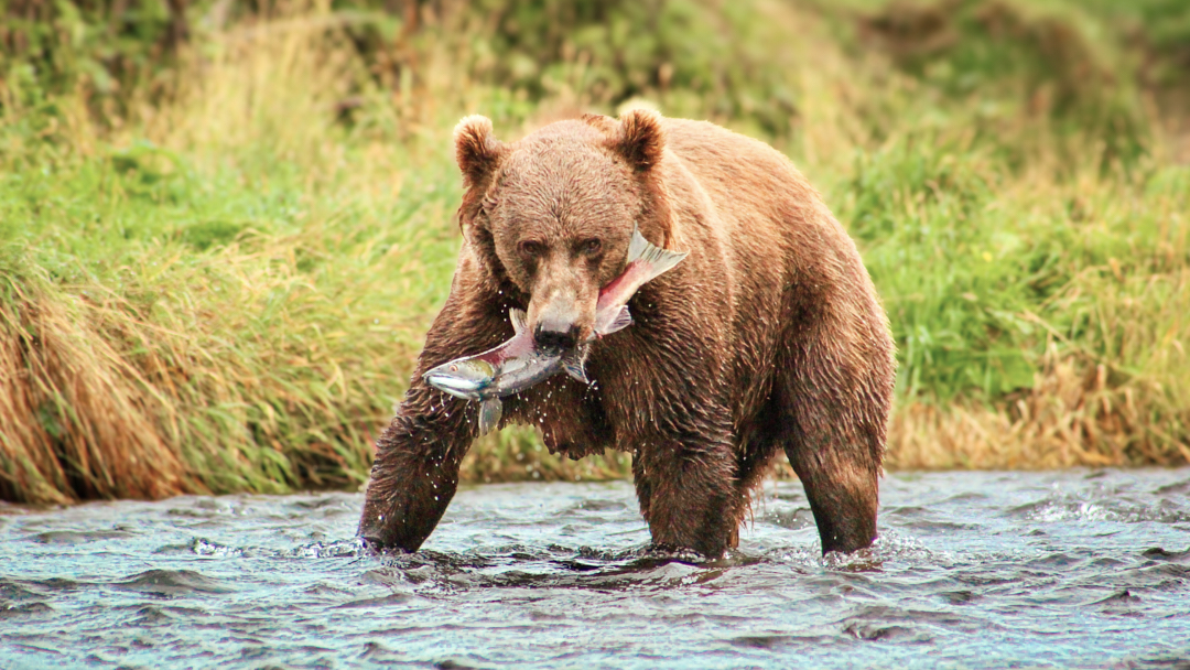 Bear Paws Compared: Anatomy, Track Sizes and How to Tell the Species Apart