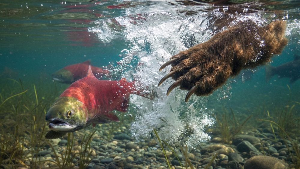 A bear’s paw splashes underwater as it attempts to catch a red salmon swimming among rocks and aquatic plants in a clear river.