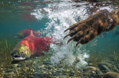 A bear’s paw splashes underwater as it attempts to catch a red salmon swimming among rocks and aquatic plants in a clear river.