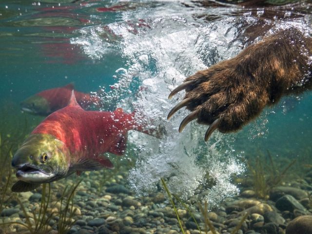 The Shift to the Salmon Stream