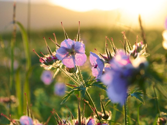 The Wild Flora and Fauna of Kodiak Island