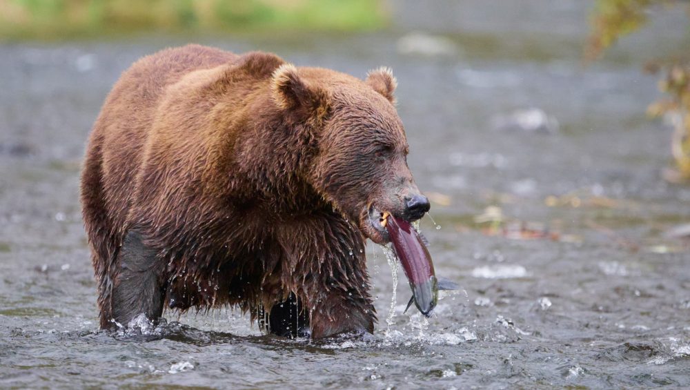 A brown bear stands in a river with water splashing around its legs, holding a large fish in its mouth. The bear’s fur is wet and the background is blurry, showing more water and greenery. Taken by Dan M Lee