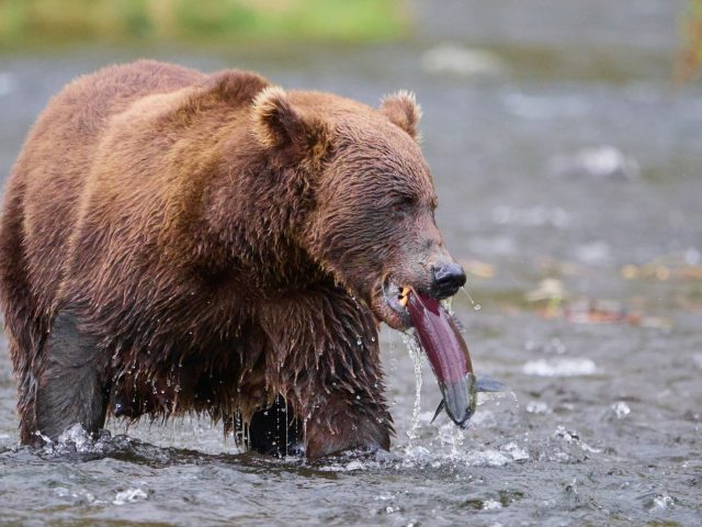 Kodiak vs. Grizzly: Same Bear, Different Name?