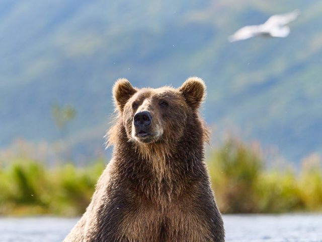 A Year in the Life of a Kodiak Brown Bear