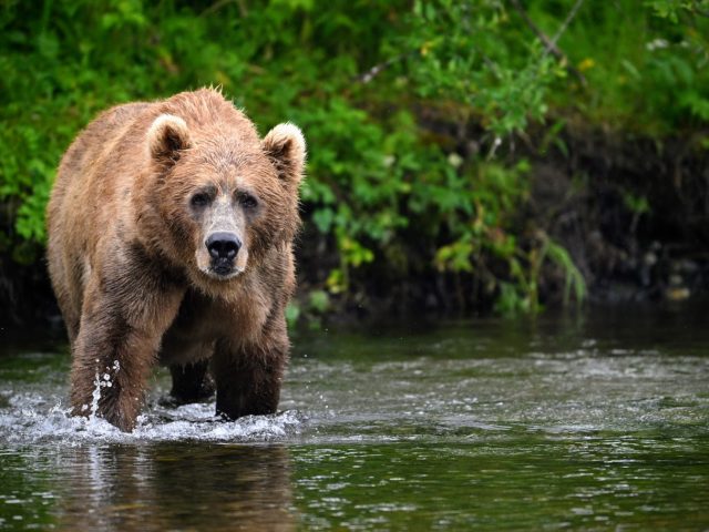 Beyond the Roar: 5 Common Myths About Kodiak Bears Debunked