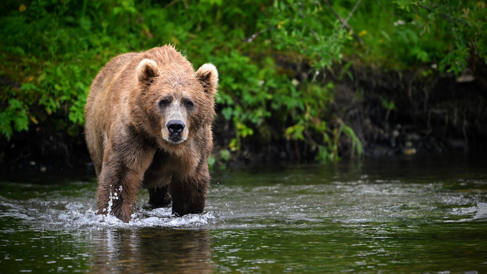 5 myths about bears-busted