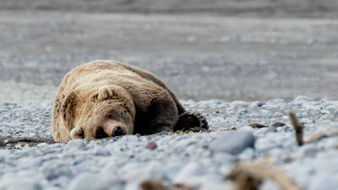 Boar male Kodiak Brown Bear