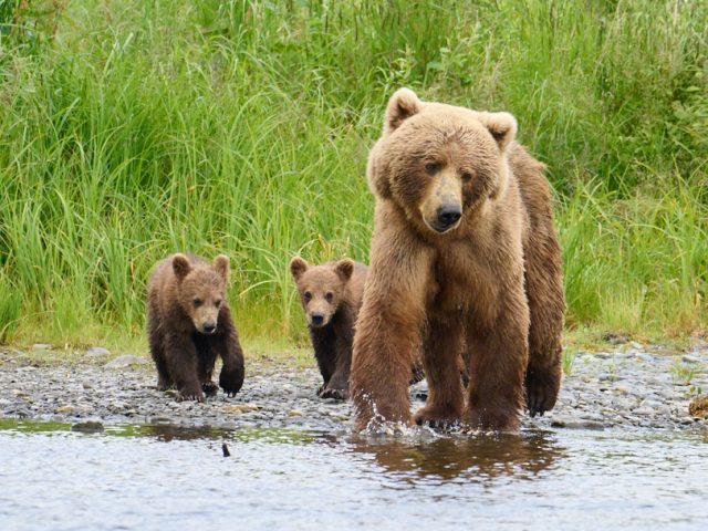 How to Tell the Difference Between Male and Female Kodiak Brown Bears