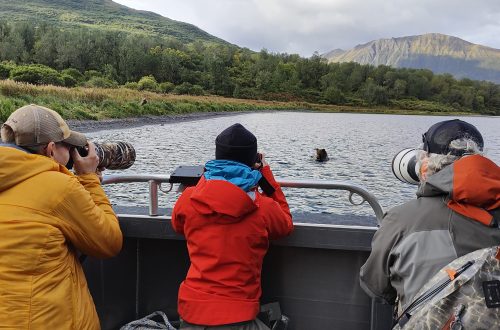 Photographing Kodiak Brown bears in the wild