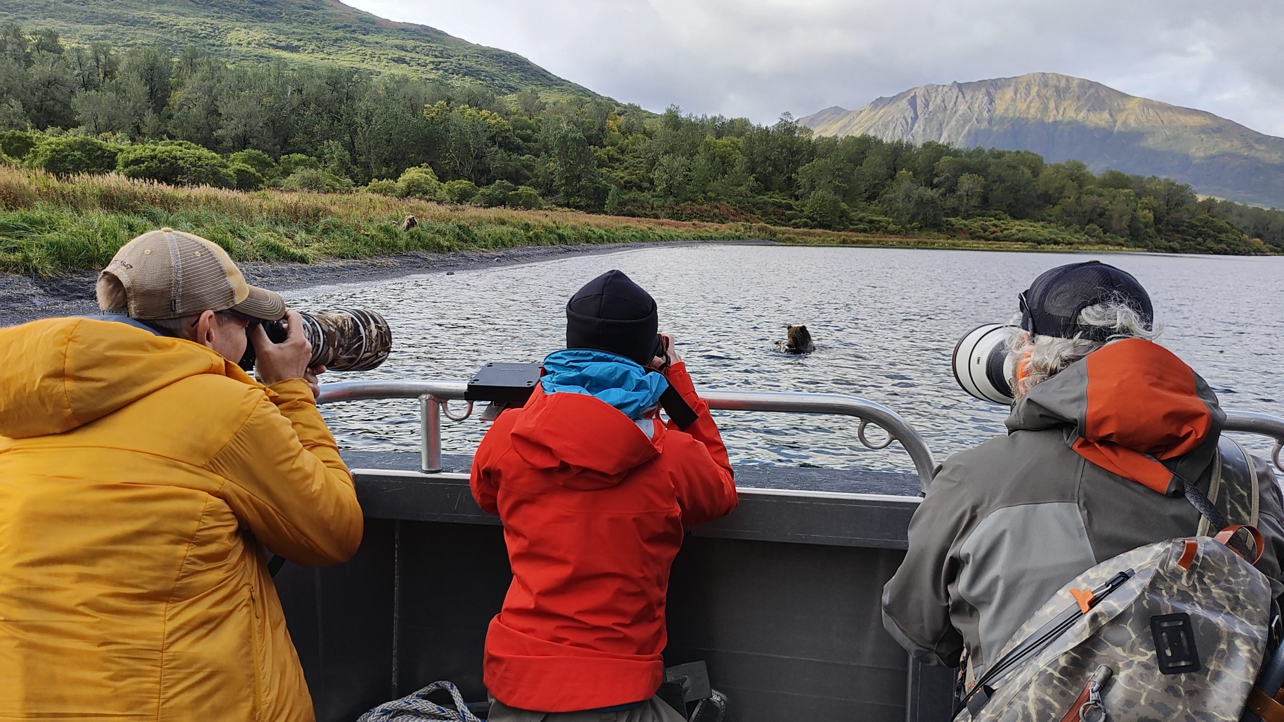 Photographing Kodiak Brown bears in the wild