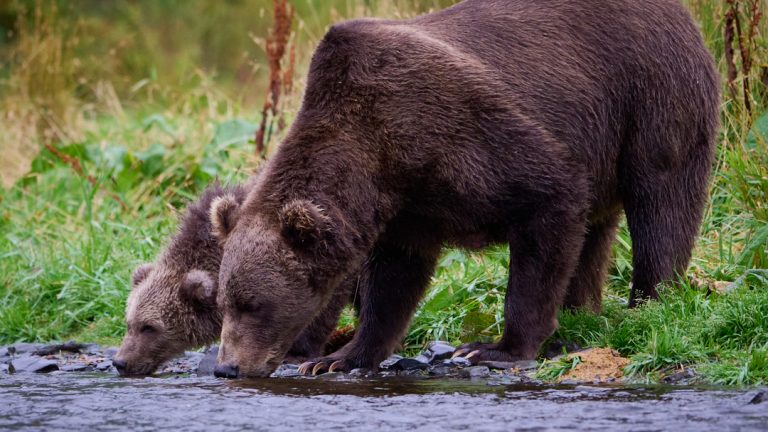KODIAK BEAR FACTS FOR KIDS visual data 8