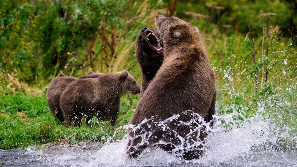 fighting sow bears kodiak island