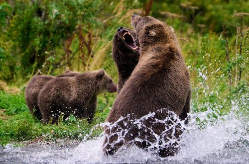 fighting sow bears kodiak island