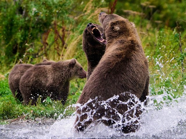 The Fierce Protector: Why Kodiak Sows Fight