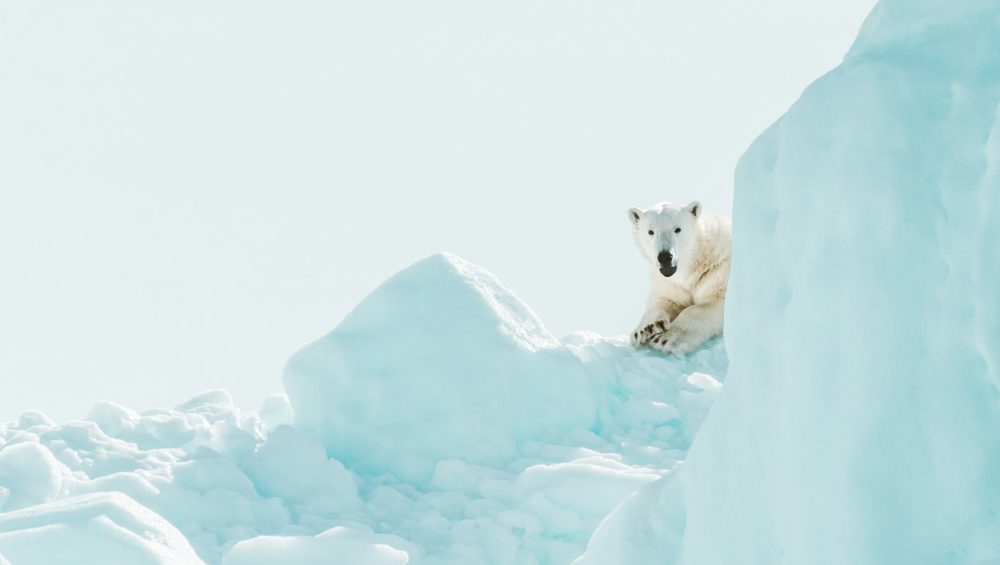 Polar Bear vs Kodiak Brown bear