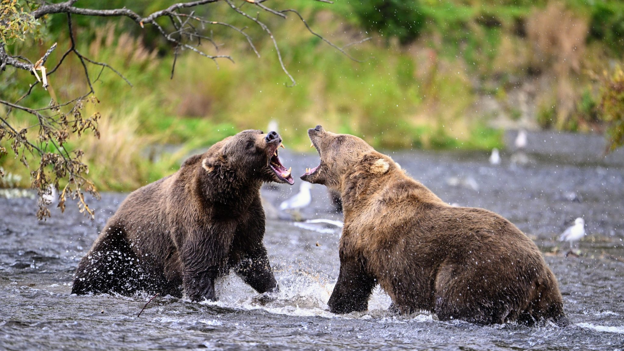 KODIAK BEAR FACTS FOR KIDS visual data 7