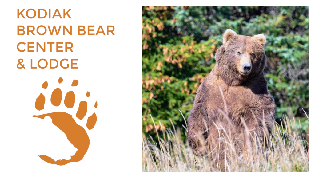 kodiak brown bear on back legs standing up