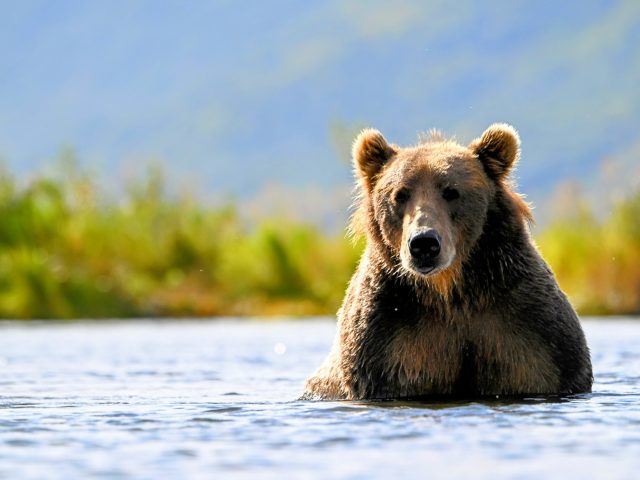 Why Kodiak Bears Are Different To Other Bears