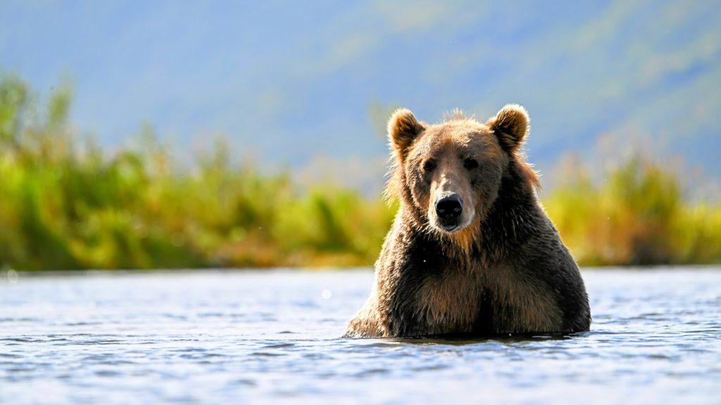 Bear Facts Archives — Kodiak Bear Center and Lodge
