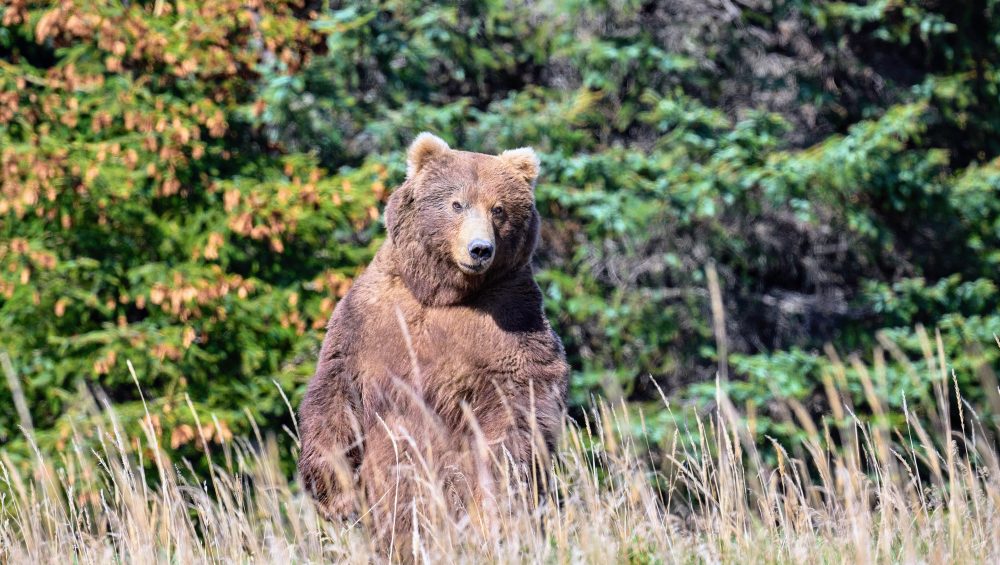 kodiak brown bear on back legs standing up