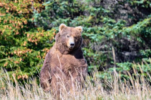 kodiak brown bear on back legs standing up
