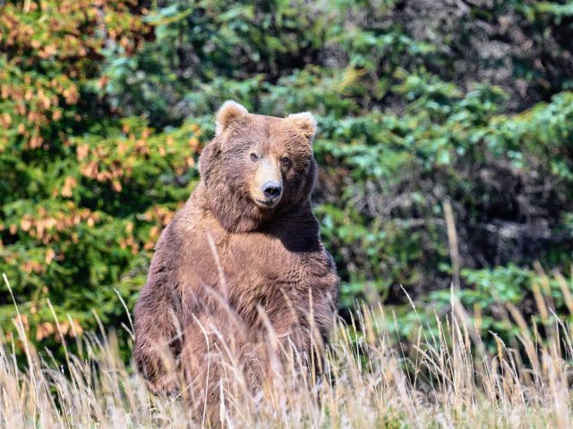 How Tall Is a Kodiak Brown Bear?
