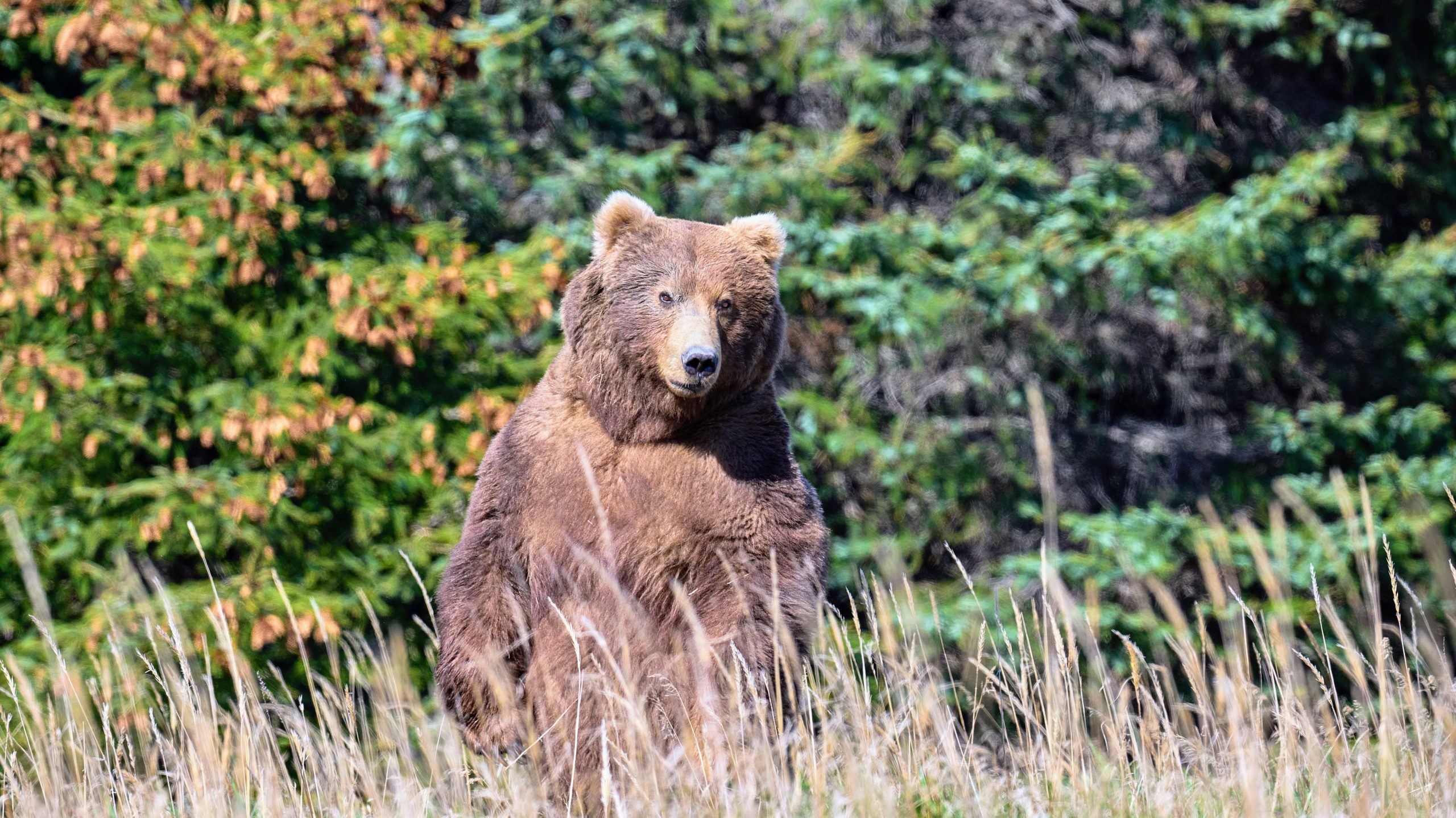 kodiak brown bear on back legs standing up