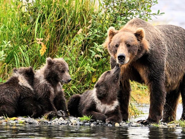 How Mama Bears Raise Their Cubs