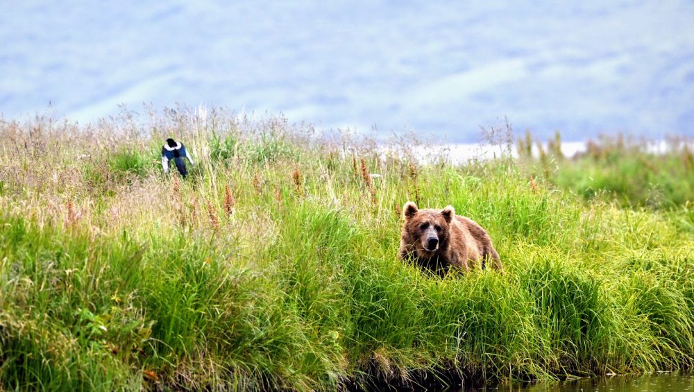 do Kodiak bears hibernate
