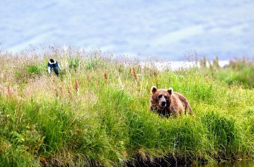 do Kodiak bears hibernate