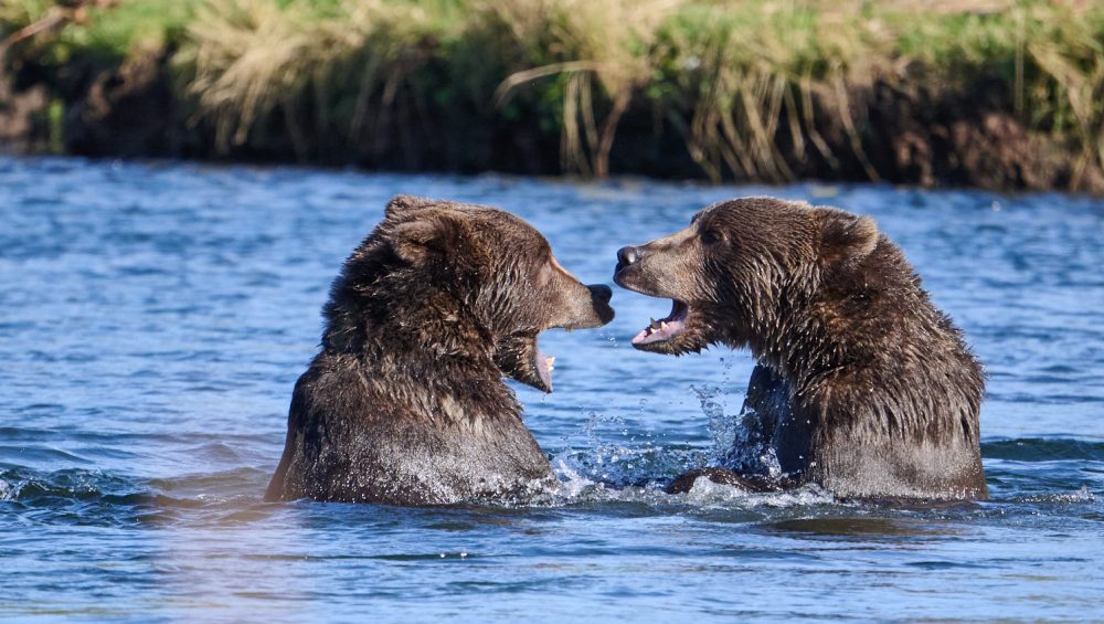 Two brown bears stand face to face in shallow water, mouths open as if playfully sparring or communicating. Splashes surround them and green grass lines the riverbank in the background.