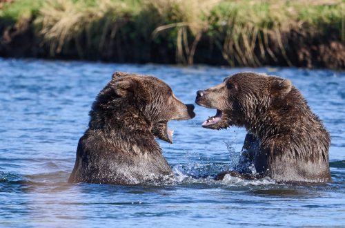 Two brown bears stand face to face in shallow water, mouths open as if playfully sparring or communicating. Splashes surround them and green grass lines the riverbank in the background.