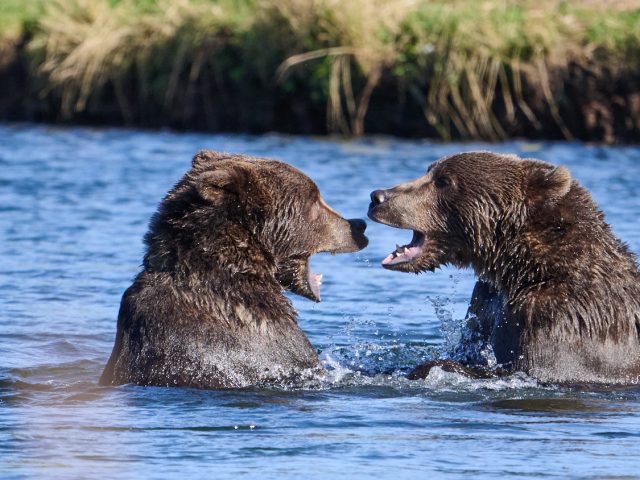 The Great Separation: A Young Kodiak Bears Journey to Independence