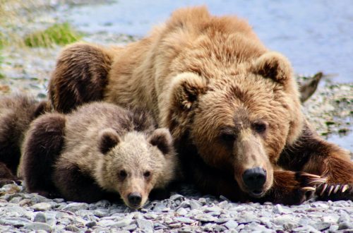 fallon parker kbbc guide bears