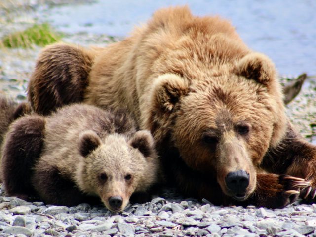 A Look Inside the Dens of the World’s Largest Brown Bears