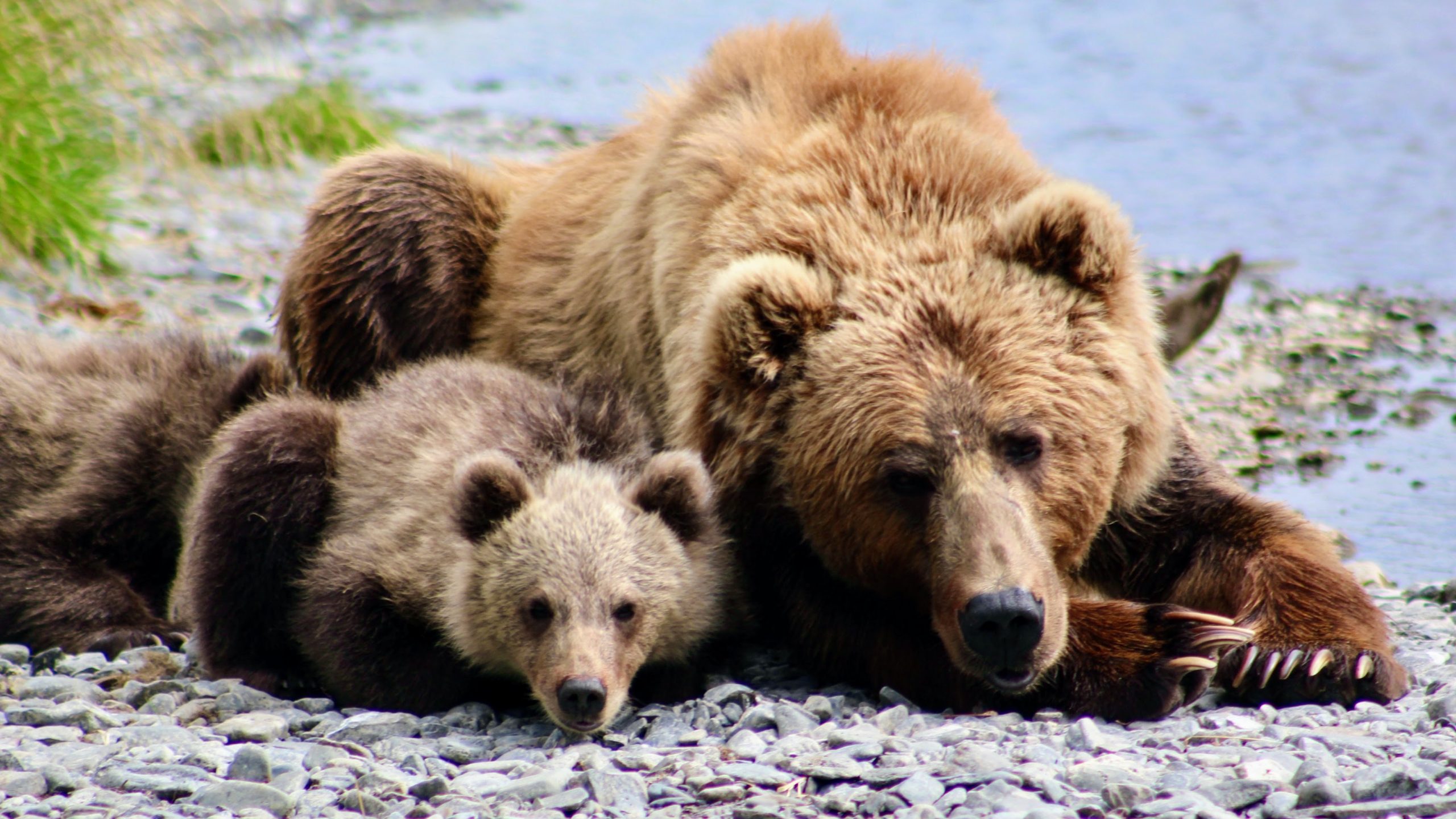 fallon parker kbbc guide bears