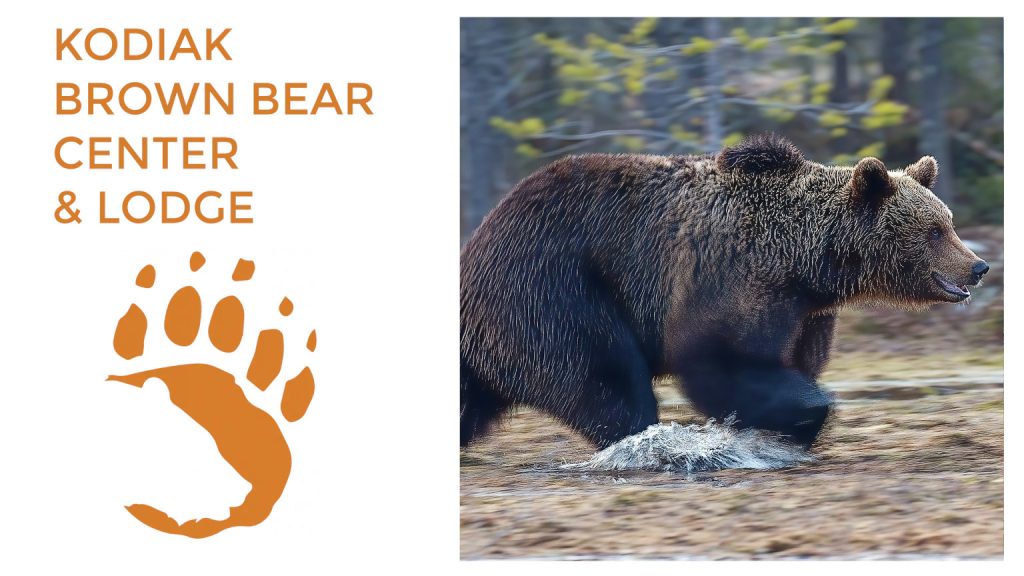 kodiak vs grizzly bears what's the difference