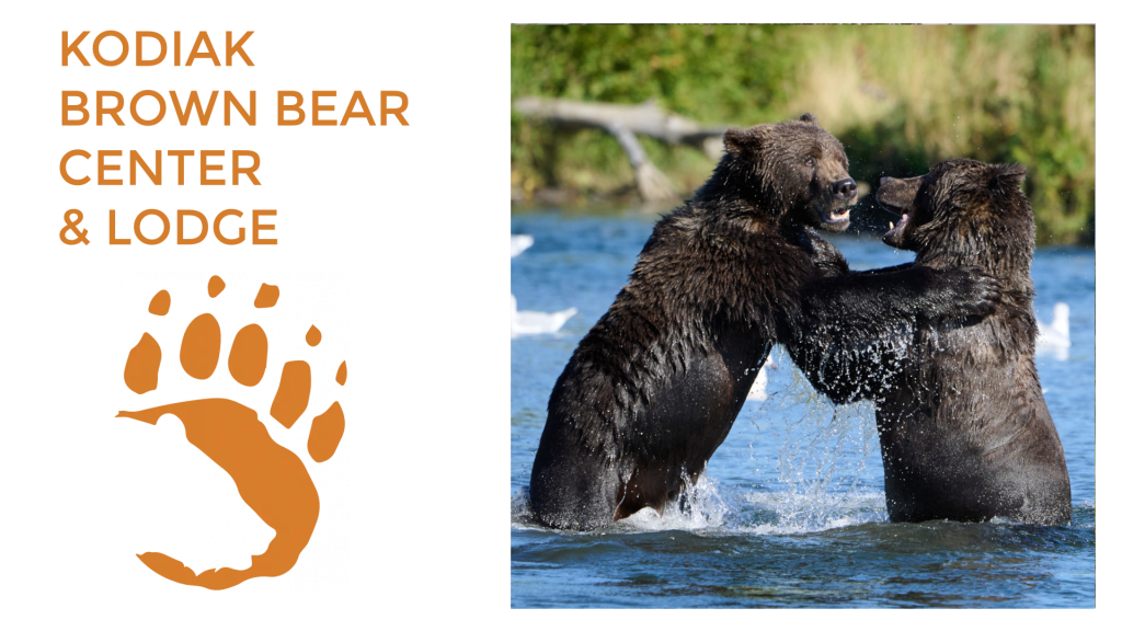 Two brown bears stand upright, playfully sparring in a river. To the left, orange text reads “Kodiak Brown Bear Center Lodge” above an orange bear paw print graphic. Green foliage is in the background.