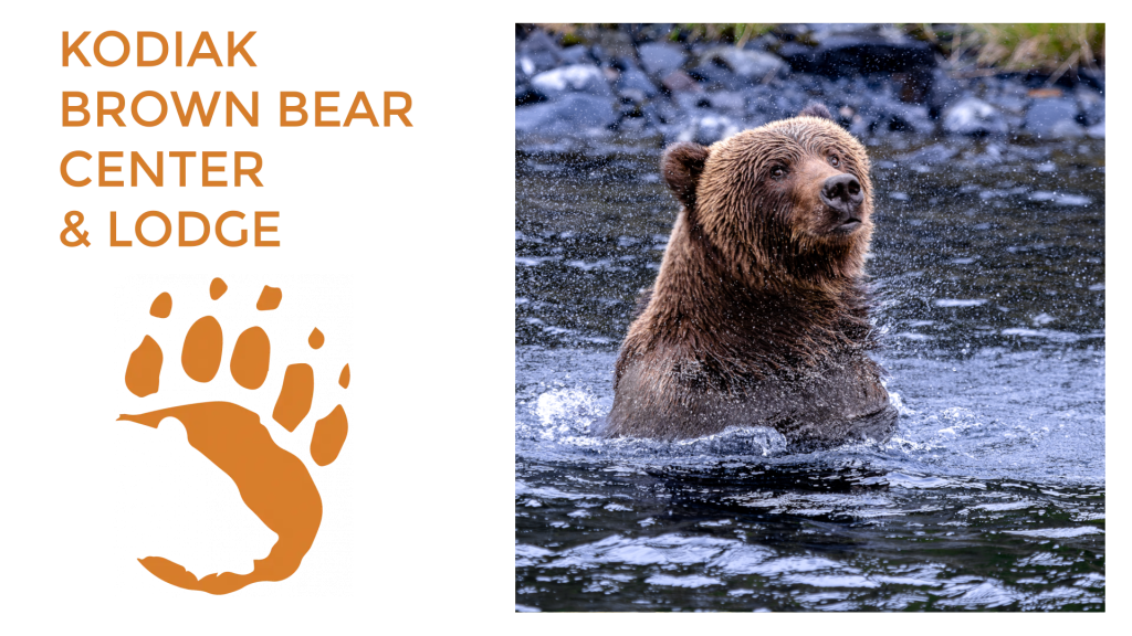 A Kodiak brown bear stands in a river, looking alert. Left side text reads “Kodiak Brown Bear Center Lodge” above an orange bear paw print logo on a white background.
