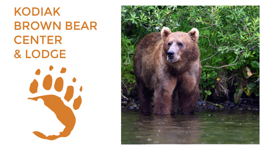 A brown bear stands in a stream surrounded by green foliage. On the left, orange text reads Kodiak Brown Bear Center Lodge above an orange bear paw print graphic.