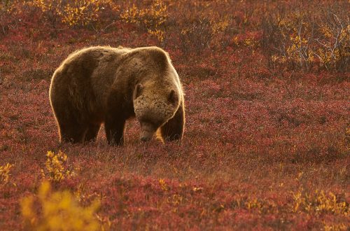 A brown bear with a thick fur coat walks through a field of low, reddish vegetation and autumn foliage, its head down as if foraging. The scene is bathed in warm, natural light.