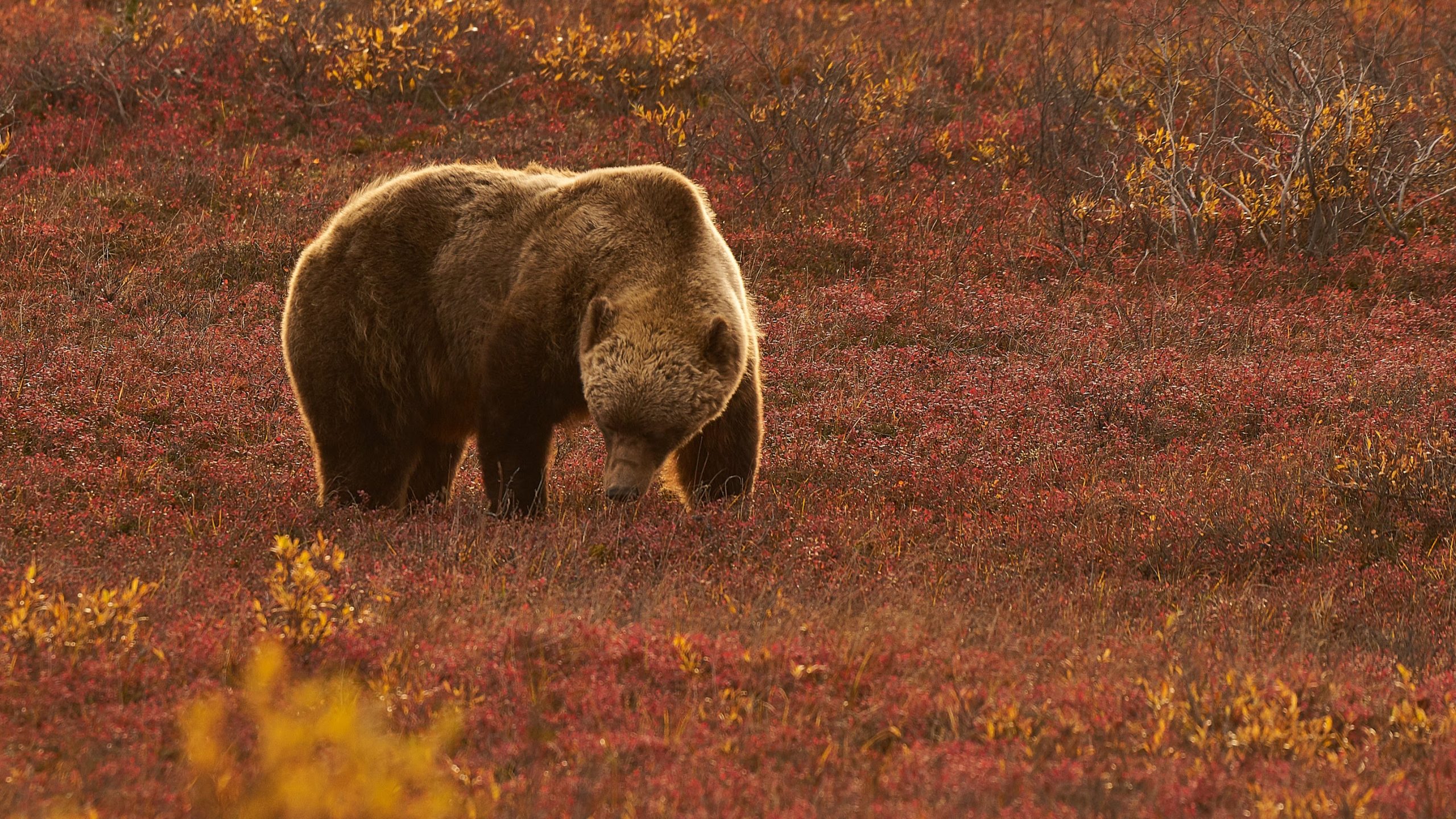 A brown bear with a thick fur coat walks through a field of low, reddish vegetation and autumn foliage, its head down as if foraging. The scene is bathed in warm, natural light.