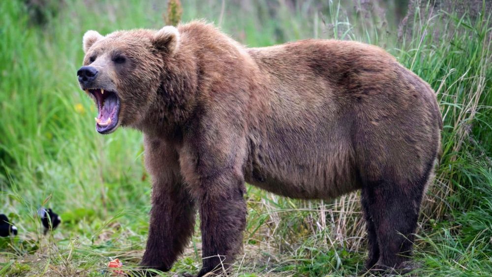 A large brown bear stands in tall grass with its mouth open wide, showing its teeth as if growling or roaring. Lush green vegetation surrounds the bear in a natural outdoor setting.