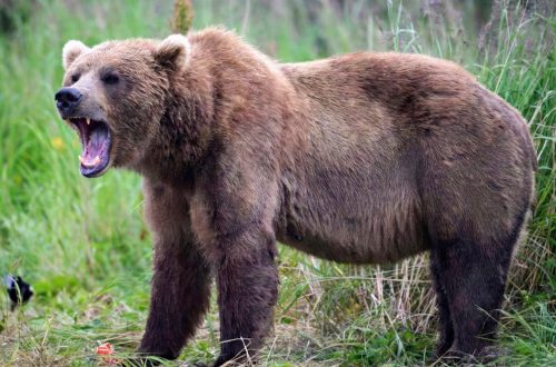 A large brown bear stands in tall grass with its mouth open wide, showing its teeth as if growling or roaring. Lush green vegetation surrounds the bear in a natural outdoor setting.