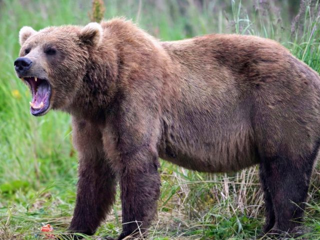 A Guide to Decoding the Silent Language of Kodiak’s Giants