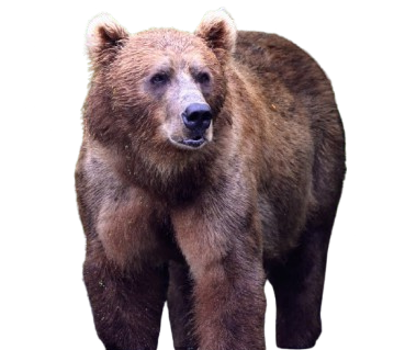A large brown bear, reminiscent of those around Kodiak Lodge, stands on all fours facing slightly to the left, its thick fur coat and neutral expression set against a plain white background.